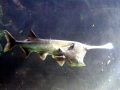 Paddlefish