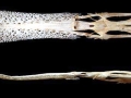 Paddlefish
