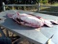 Paddlefish