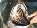 Paddlefish