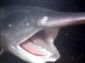 Paddlefish