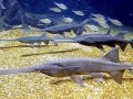 Paddlefish