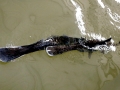 Paddlefish