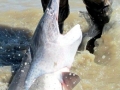 Paddlefish