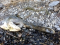 Paddlefish