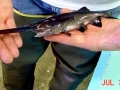 Paddlefish