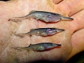 Paddlefish