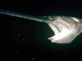 Paddlefish