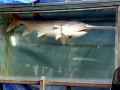 Paddlefish