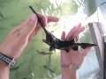 Paddlefish