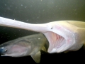 Paddlefish