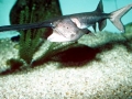 Paddlefish
