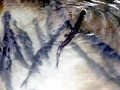 Paddlefish