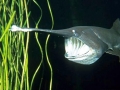 Paddlefish