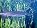 Paddlefish