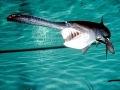 Paddlefish