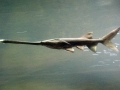 Paddlefish