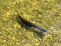 Paddlefish