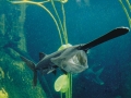 Paddlefish