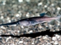 Paddlefish