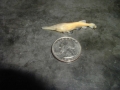 Paddlefish