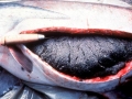 Paddlefish