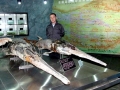 Paddlefish