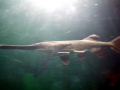 Paddlefish