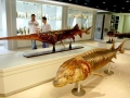 Paddlefish