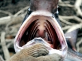 Paddlefish