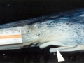 Paddlefish