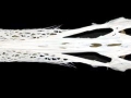 Paddlefish