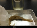 Paddlefish