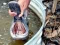 Paddlefish