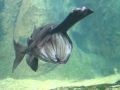 Paddlefish