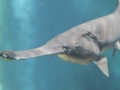 Paddlefish