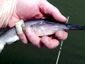 Paddlefish