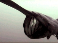 Paddlefish