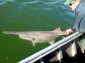 Paddlefish
