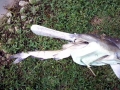 Paddlefish