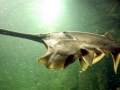 Paddlefish