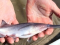 Paddlefish