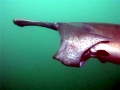 Paddlefish