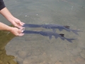 Paddlefish