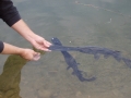 Paddlefish