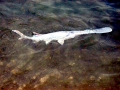 Paddlefish