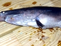 Paddlefish