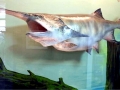 Paddlefish