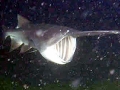 Paddlefish