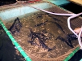 Paddlefish